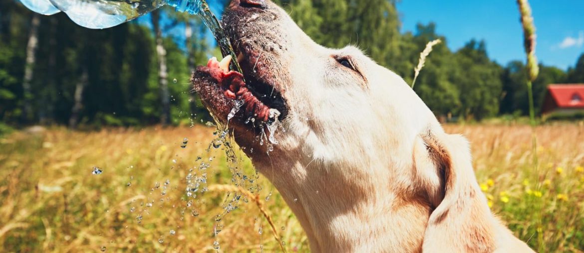 Hund Sommer Hitze