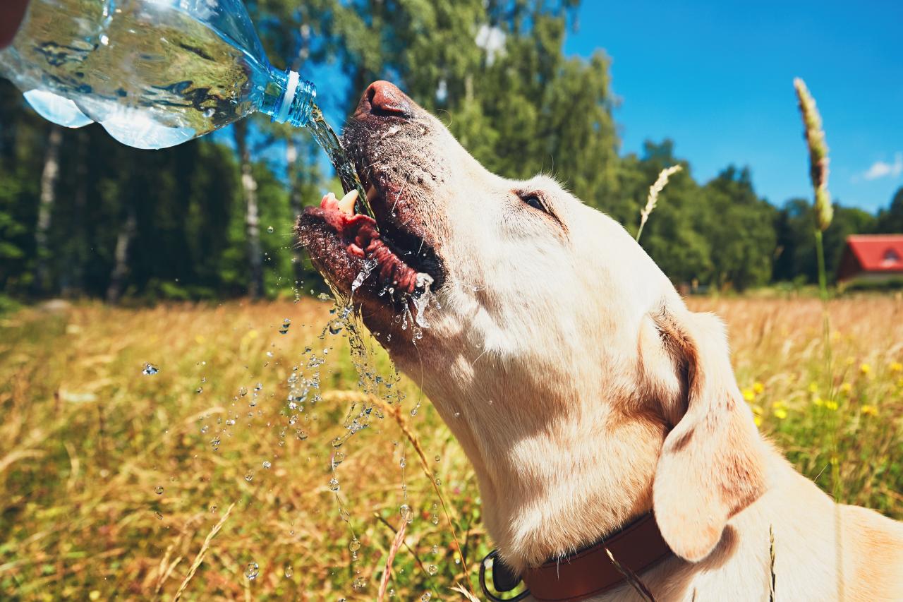 Hund Sommer Hitze