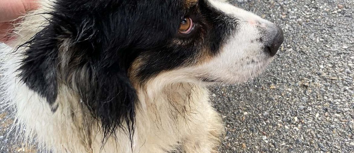 Hund aus Bach gerettet
