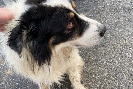 Bezirk Weiz: Hund aus Bach gerettet