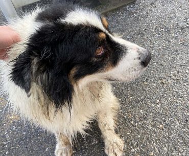 Hund aus Bach gerettet