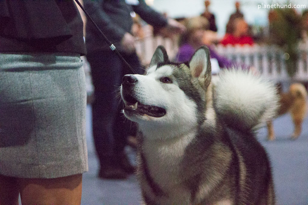 Hundeausstellung