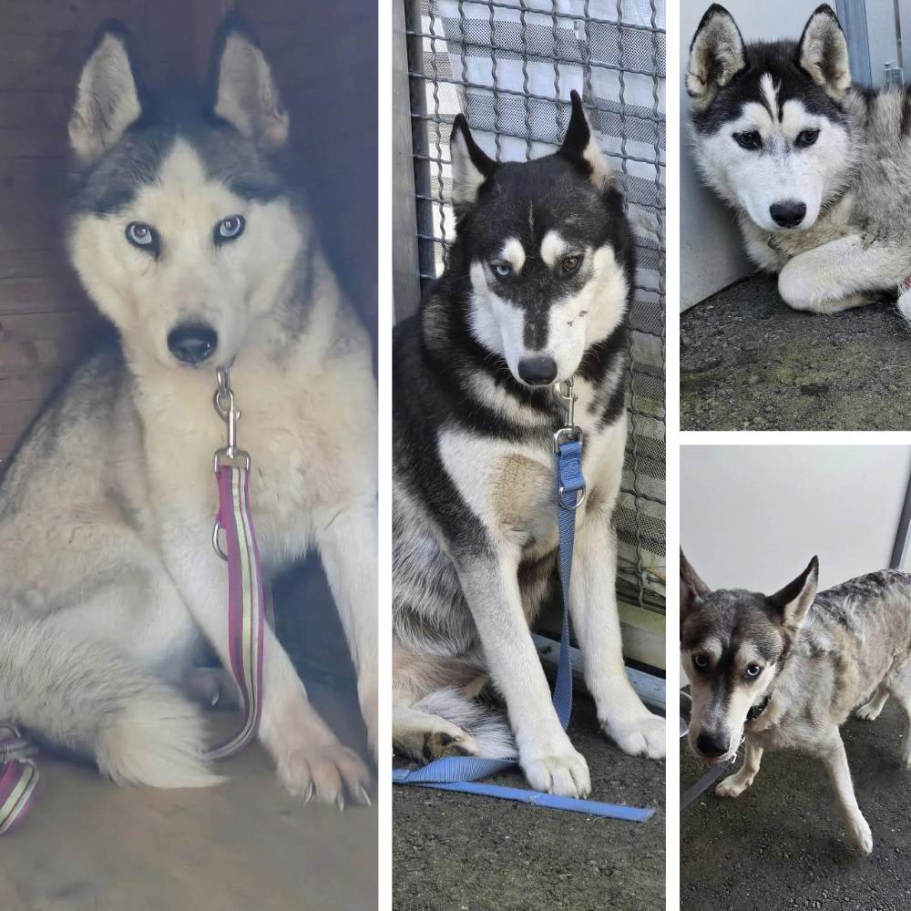 Huskys Hundeabnahme